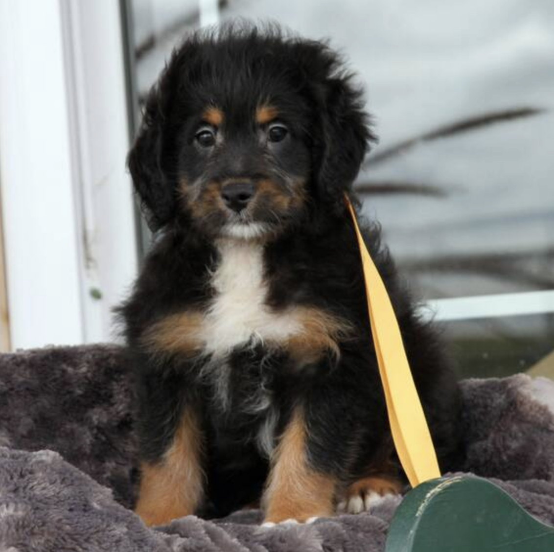 comprar cachorros sanos, baratos y asequibles para la venta